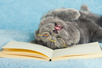 猫