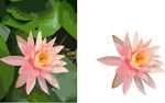 睡莲莲花荷花矢量图
