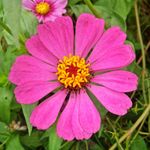 植物 春天 夏天 波斯菊 雏菊