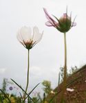 植物 春天 夏天 波斯菊 雏菊