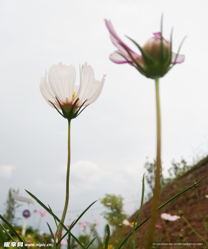 植物 春天 夏天 波斯菊 雏菊