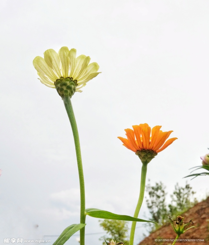 植物 春天 夏天 波斯菊 雏菊