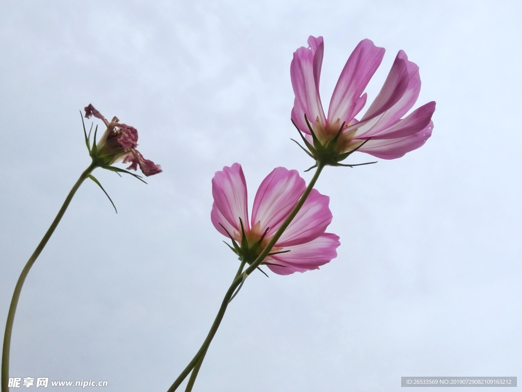 植物 春天 夏天 波斯菊 雏菊