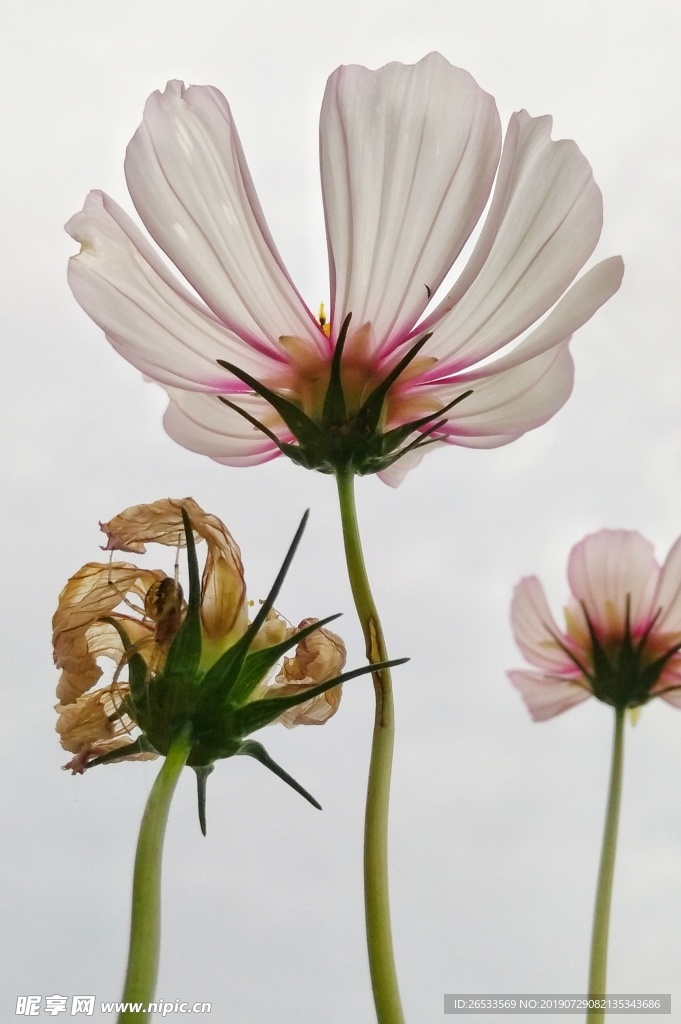 植物 春天 夏天 波斯菊 雏菊