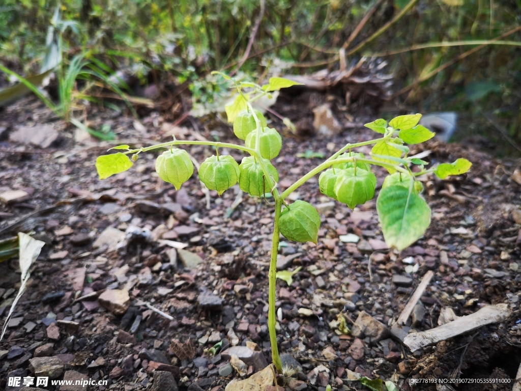 沂蒙山 野草