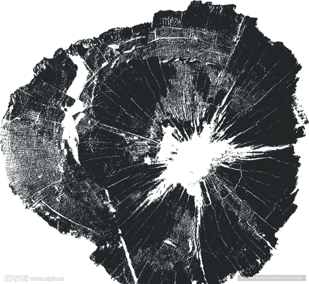 超清树桩横截面年轮矢量