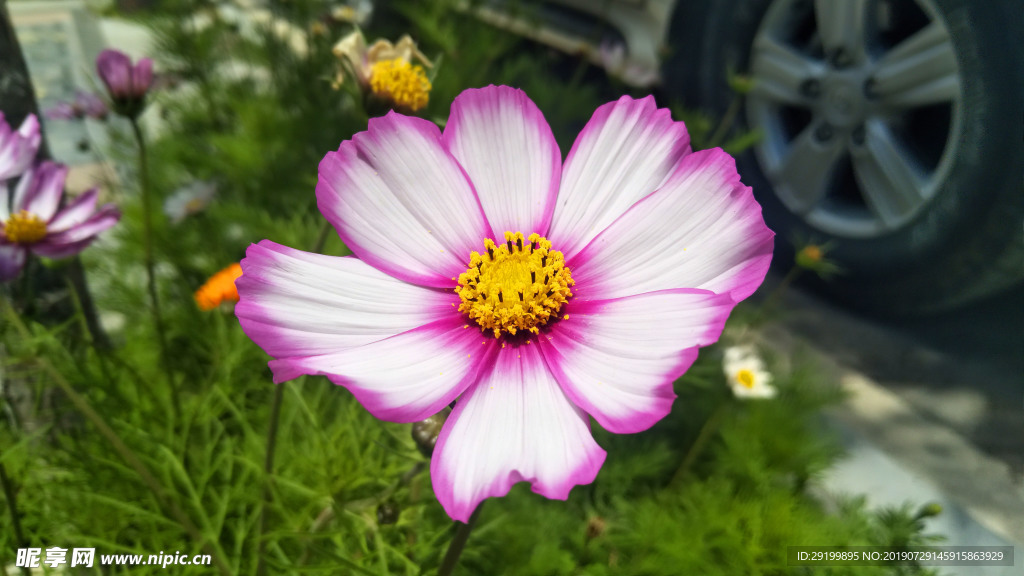 格桑花朵