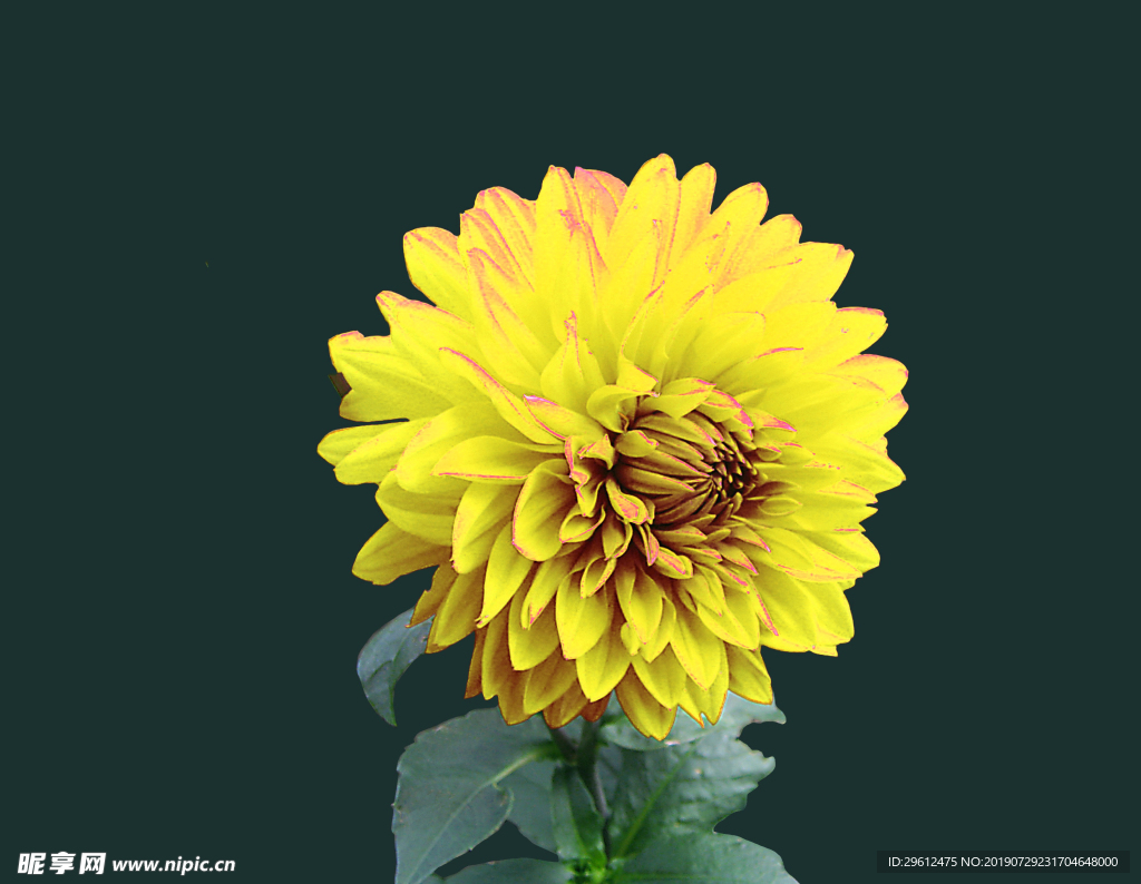 花
