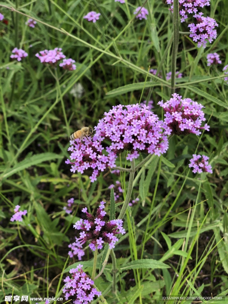 蜜蜂采蜜的紫色小花