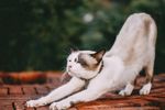 可爱小猫白色猫睡猫