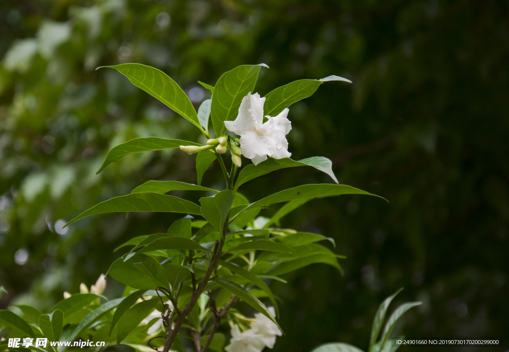 小白花