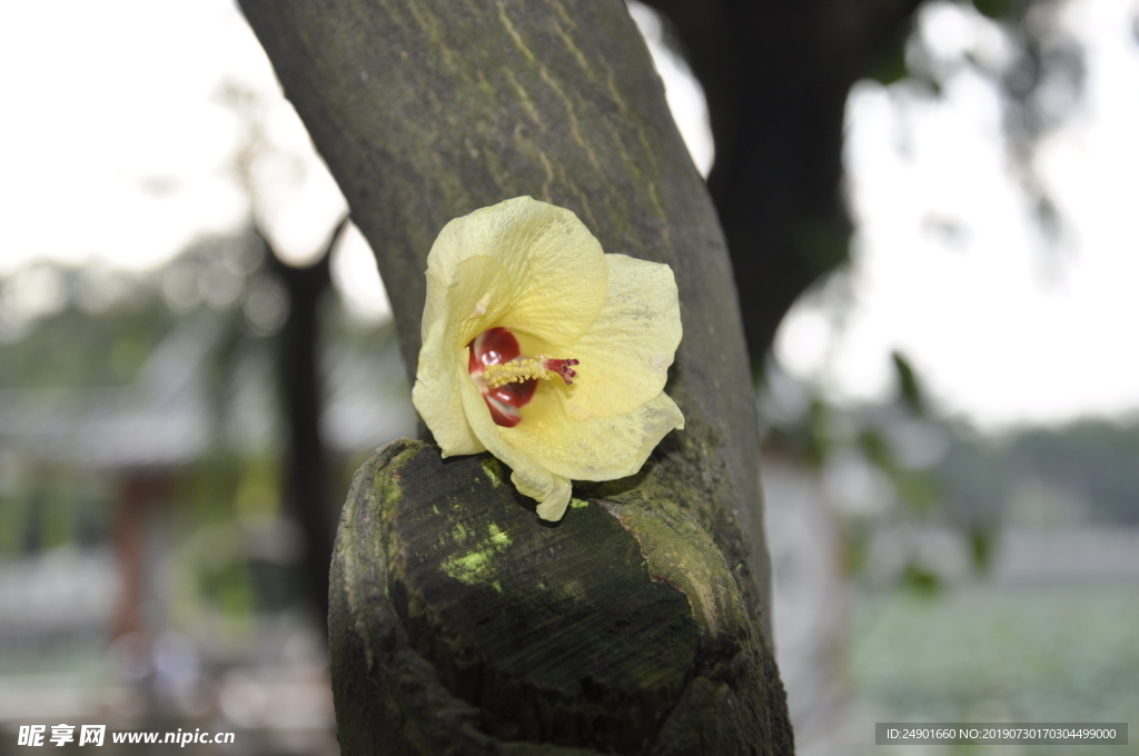 小黄花