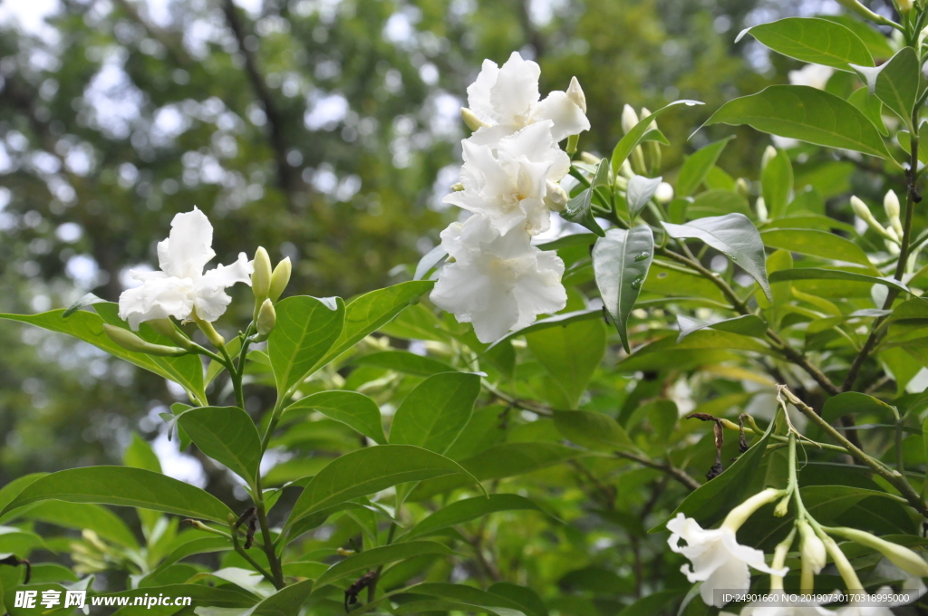 小白花摄影