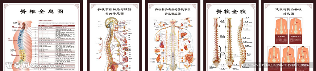 脊柱海报图展板