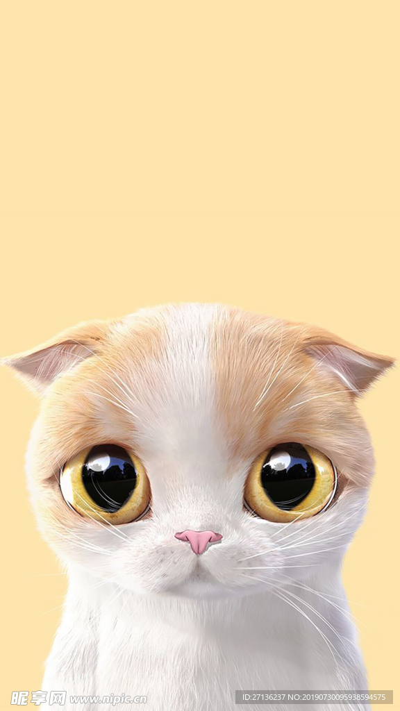 橙白花猫