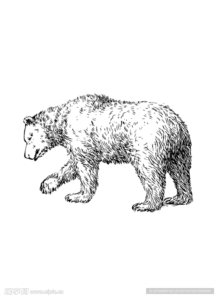 百科风格野生动物插画素描线矢量