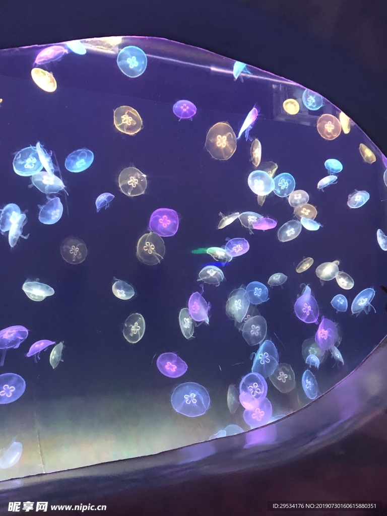 彩色水母