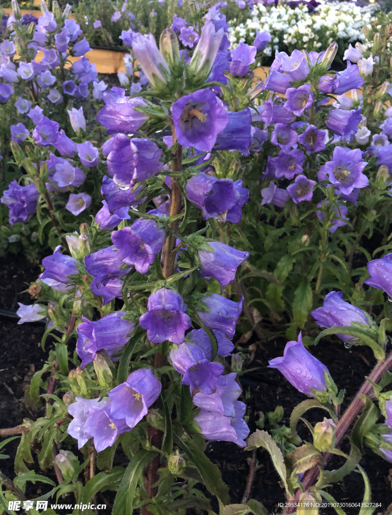 紫色花