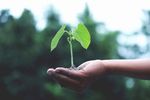 植物生长