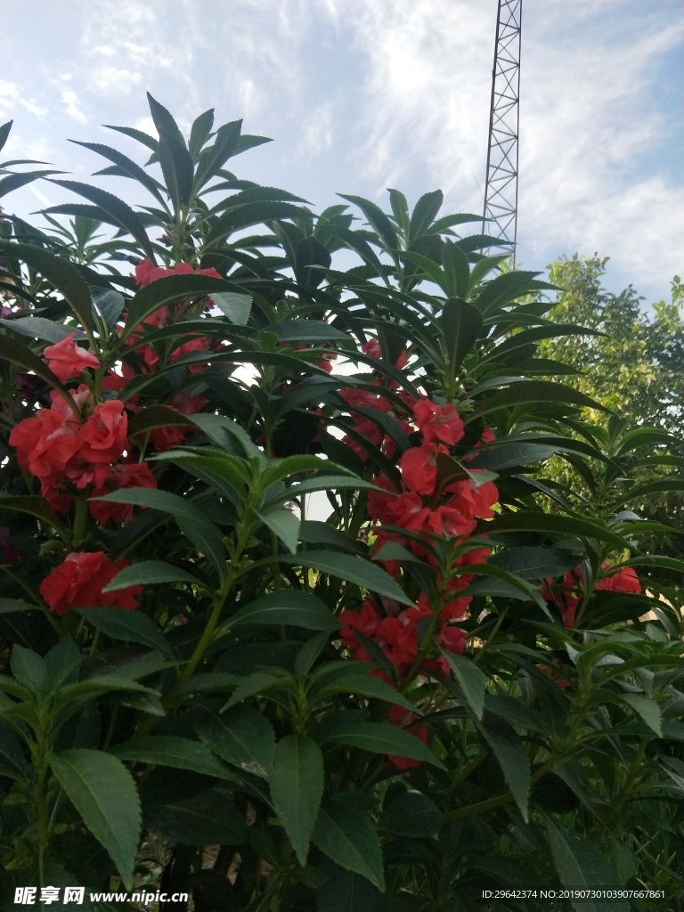 植物