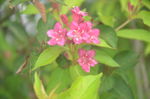 锦带花