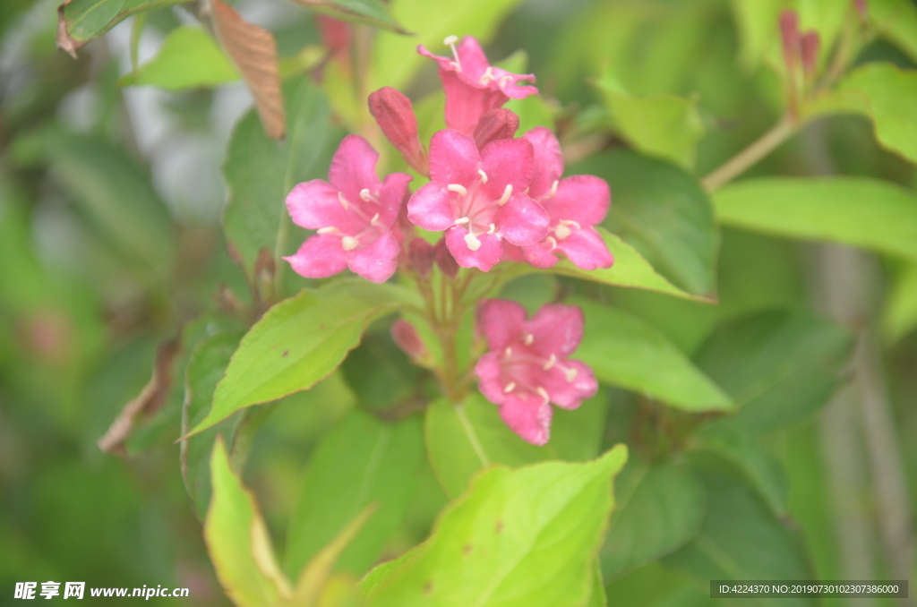 锦带花