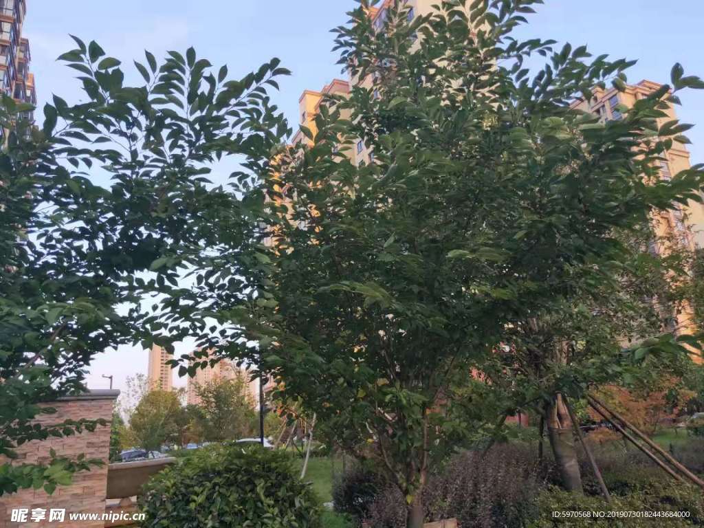 绿色 植物