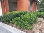 绿色 植物