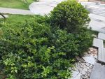 绿色 植物