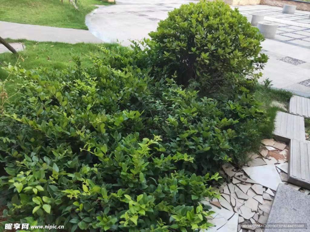 绿色 植物