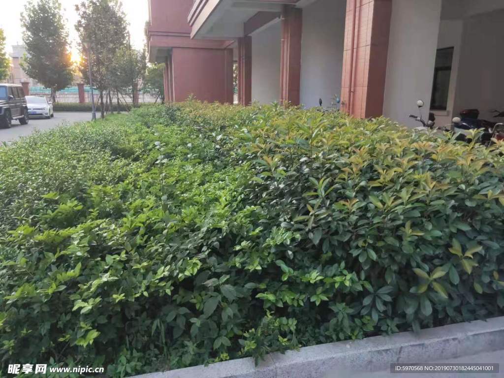 绿色 植物
