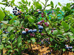 采摘蓝莓园