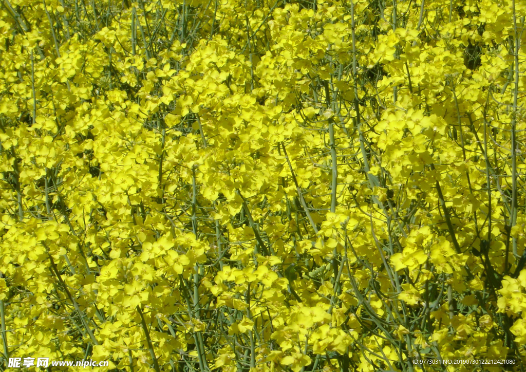 油菜花