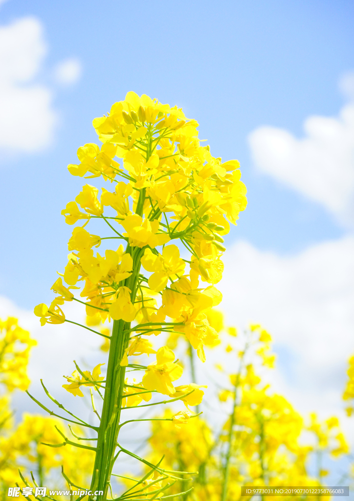 油菜花