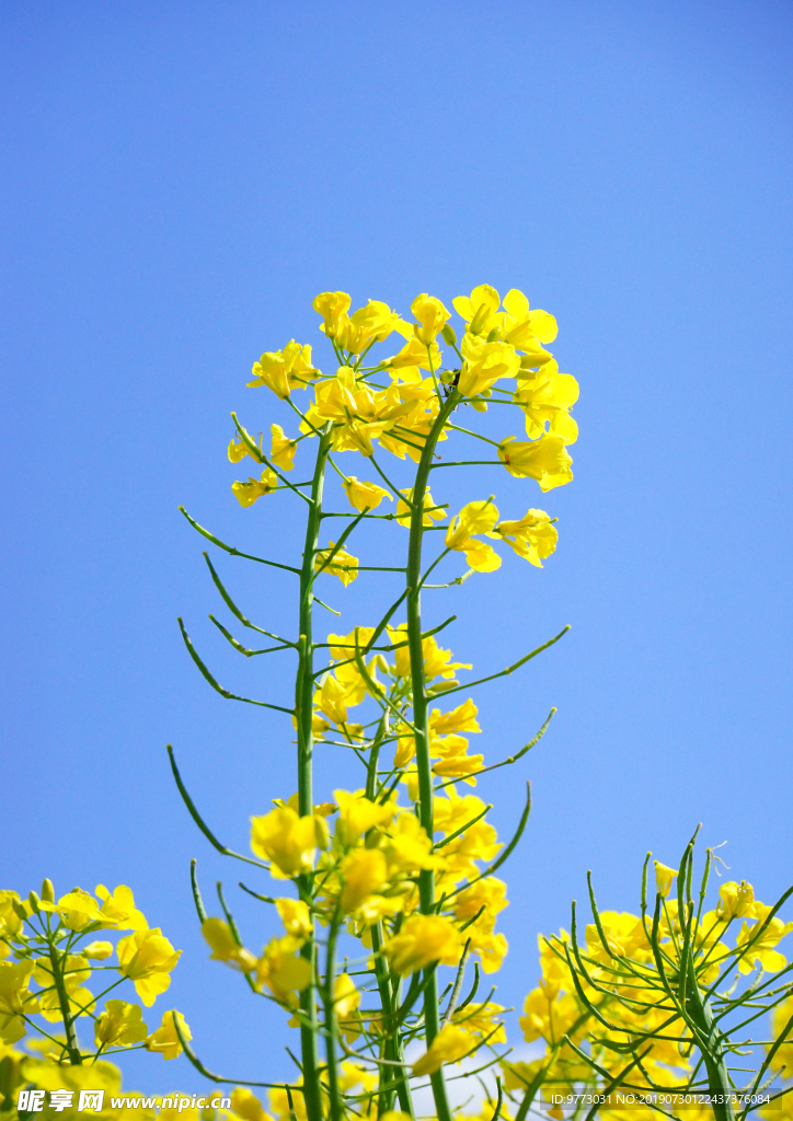 油菜花