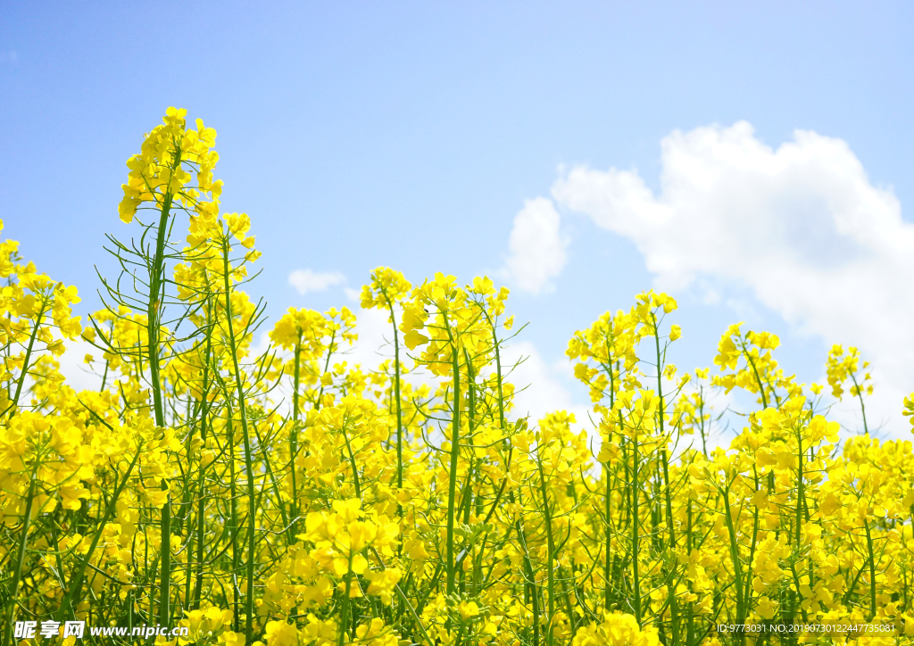 油菜花