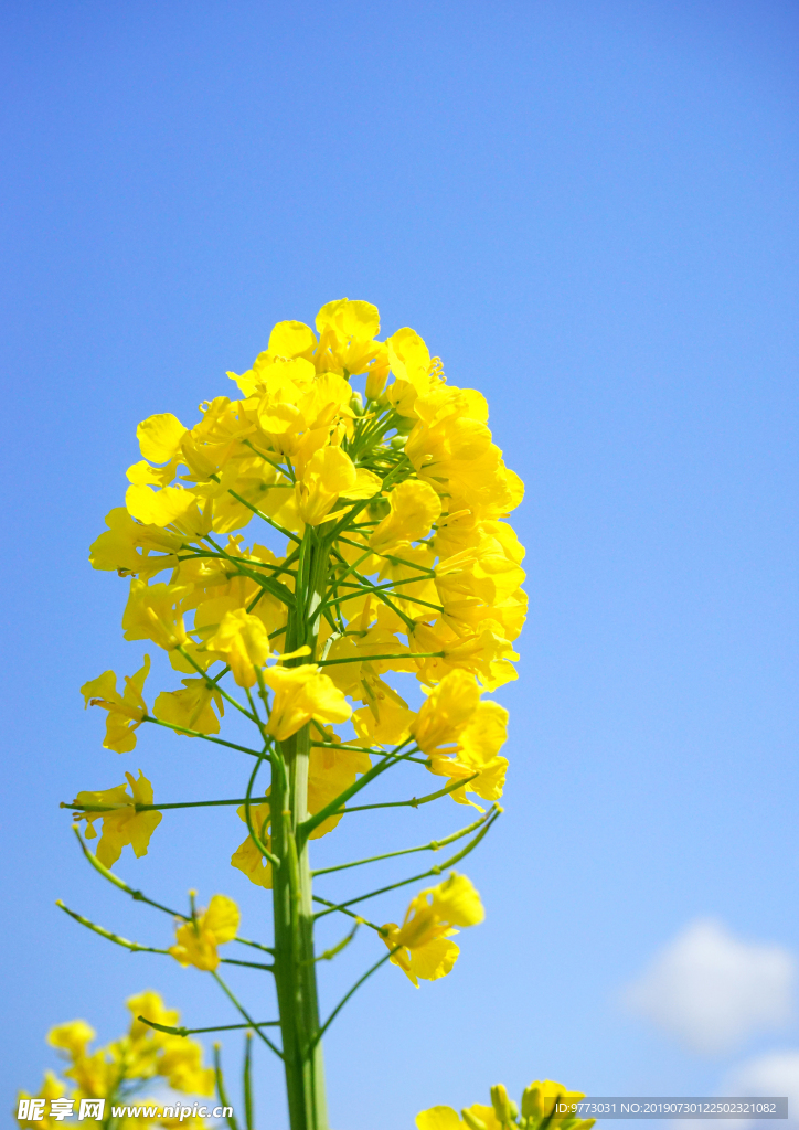 油菜花