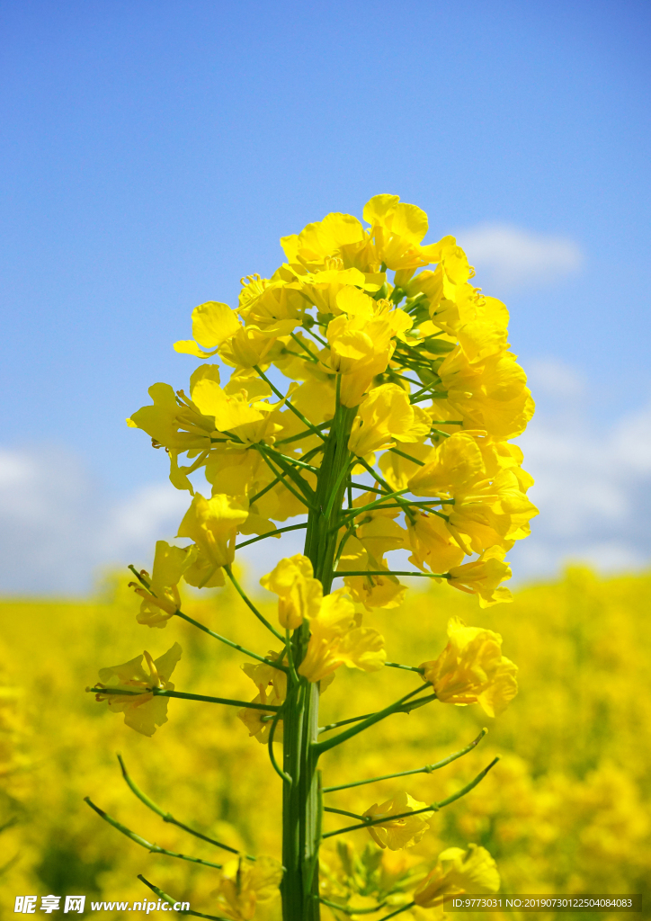 油菜花