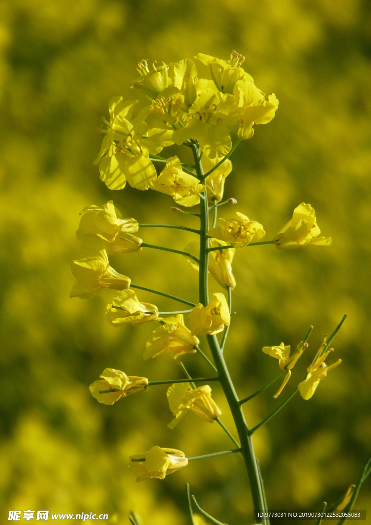 油菜花