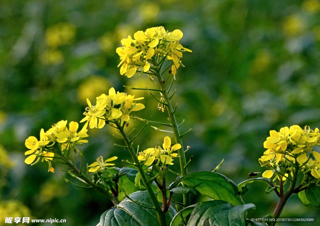 油菜花