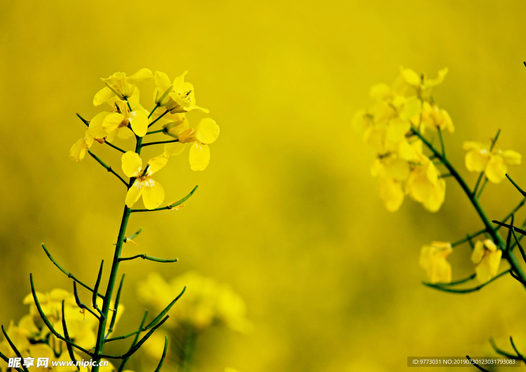 油菜花