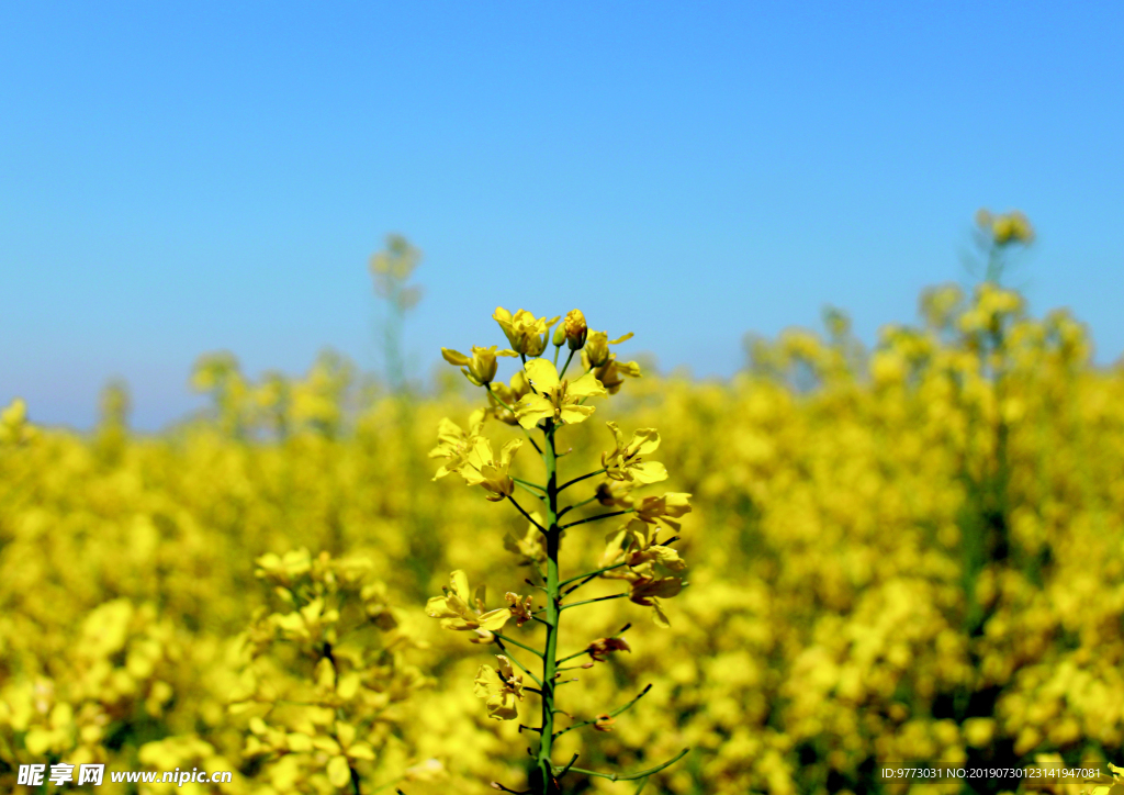 油菜花