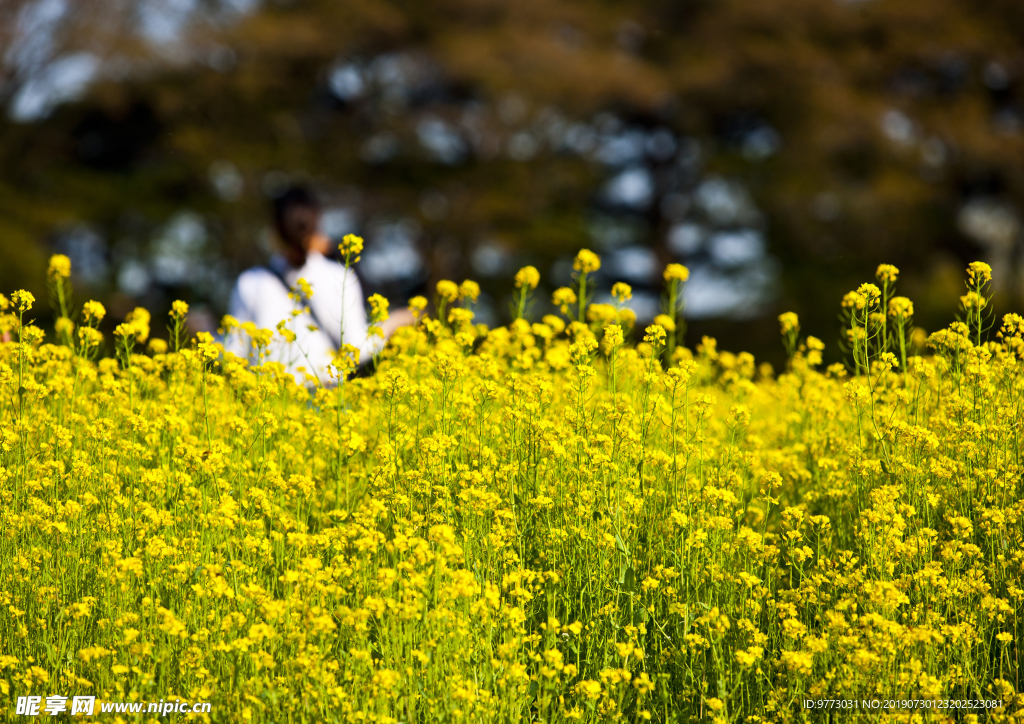 油菜花