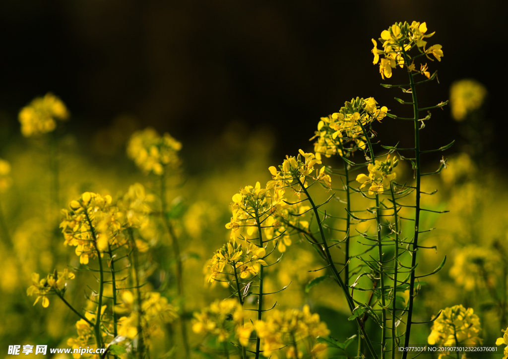 油菜花