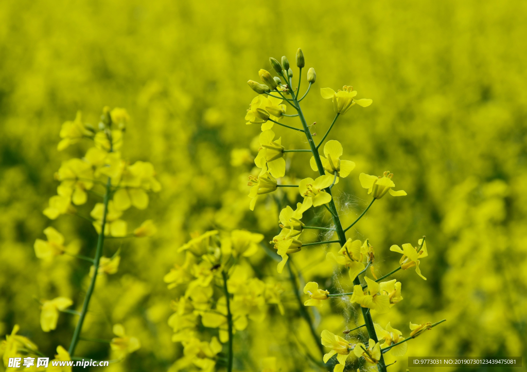 油菜花