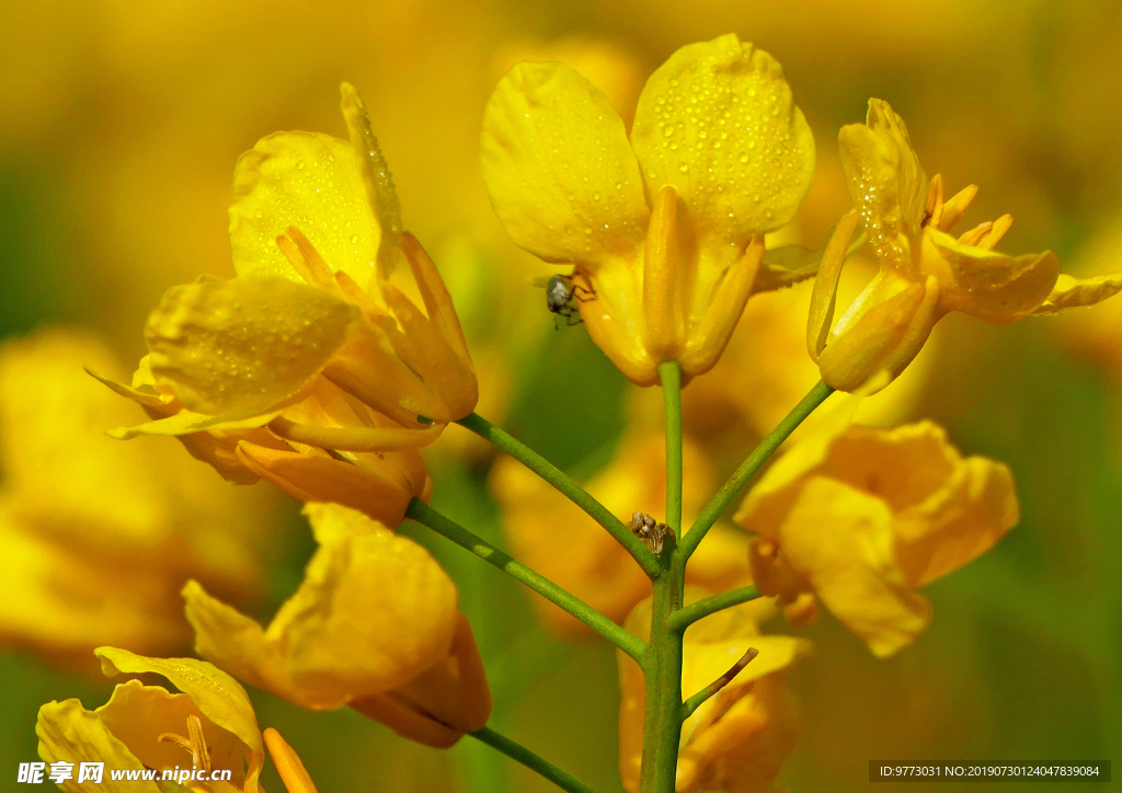 油菜花