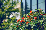 山茶花