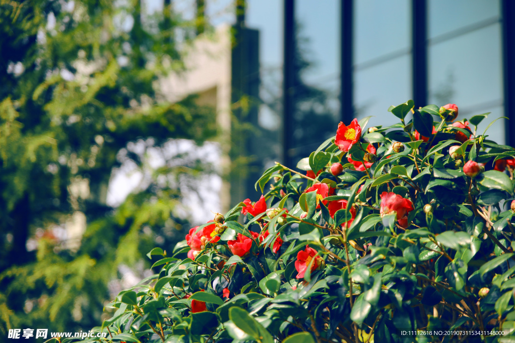 山茶花