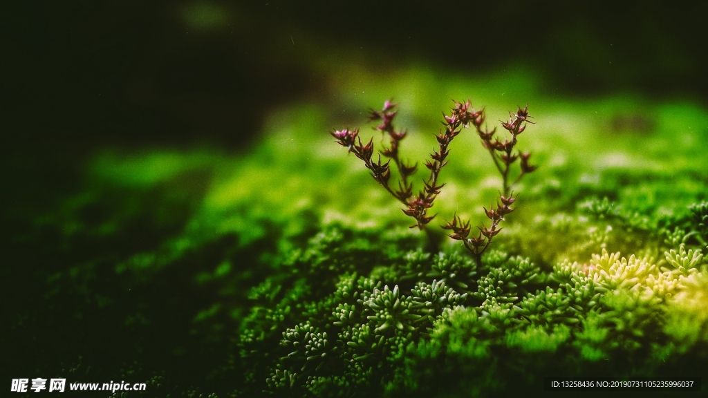 绿色苔藓
