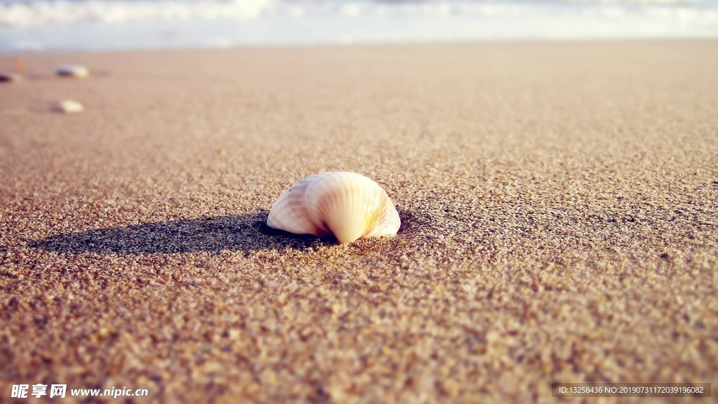 海边沙滩贝壳